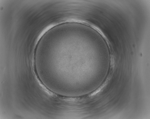 X0000081631048200701151420