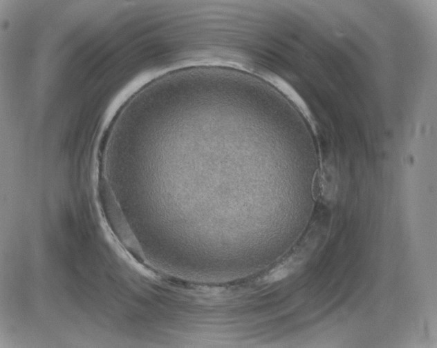 X0000081631096200701151419