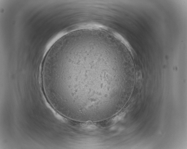 X0000081631103200701151419