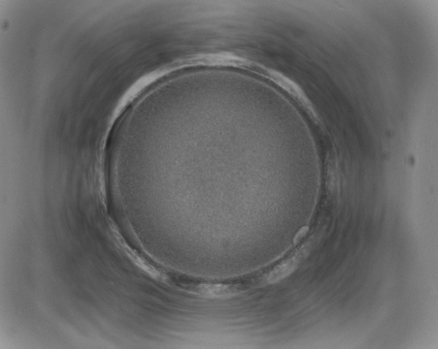 X0000081631176200701151417