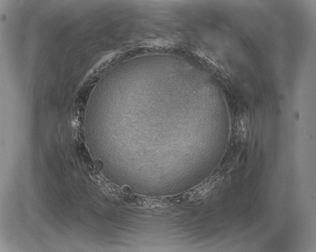 X0000081631254200701151416