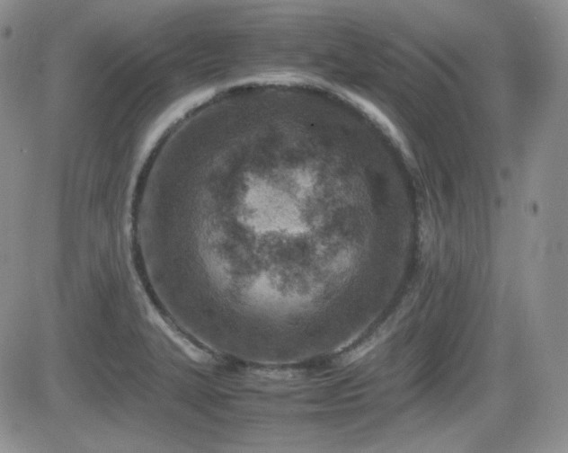 X0000081631327200701151415