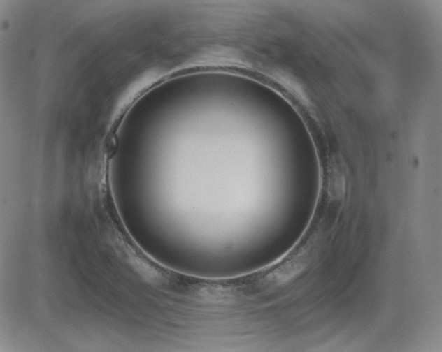X0000081631366200701151414