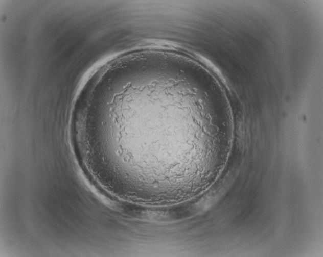 X0000081631379200701151414