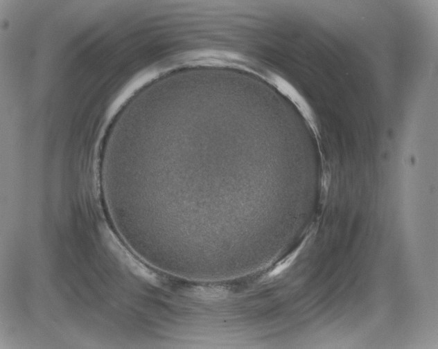 X0000081631384200701151414