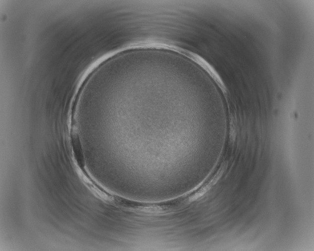 X0000081631388200701151414