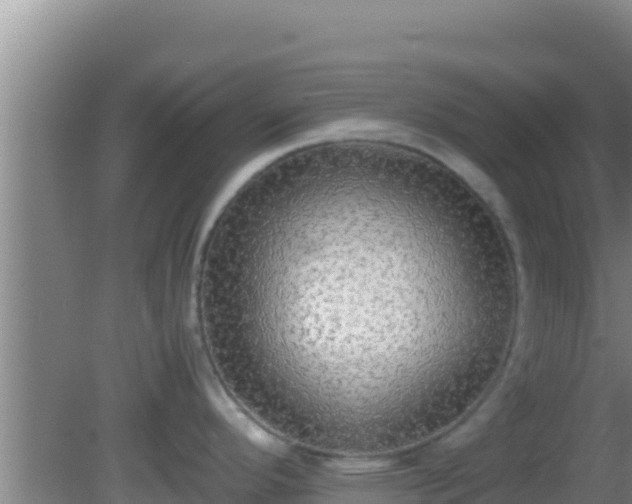 X0000081631296200701221244