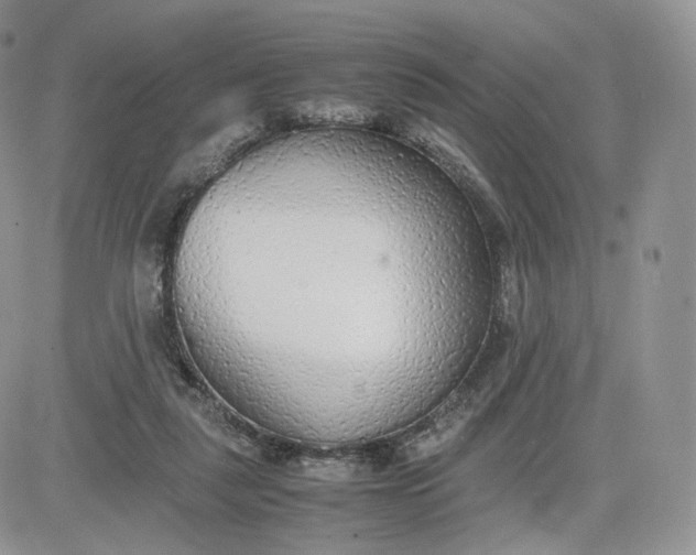 X0000081630259200701291329