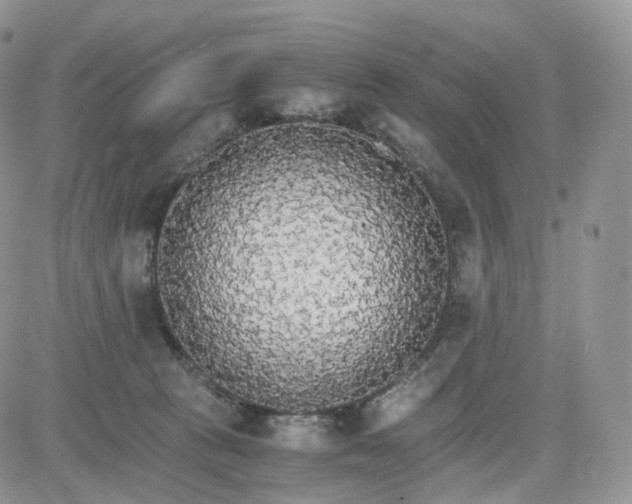 X0000081630273200701291329