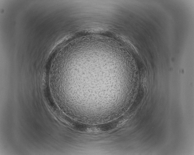 X0000081630591200701291323