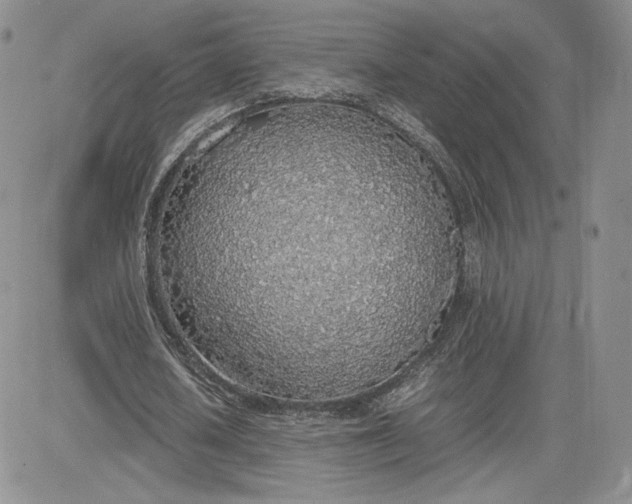 X0000081630626200701291322