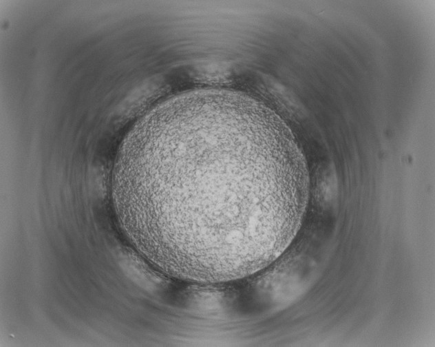 X0000081630658200701291323