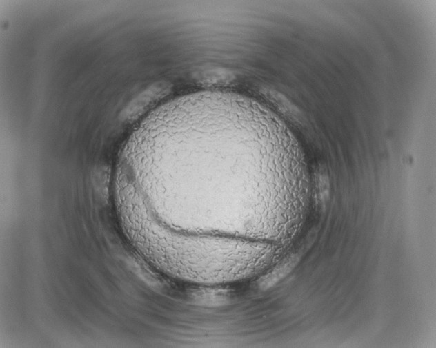 X0000081630664200701291323
