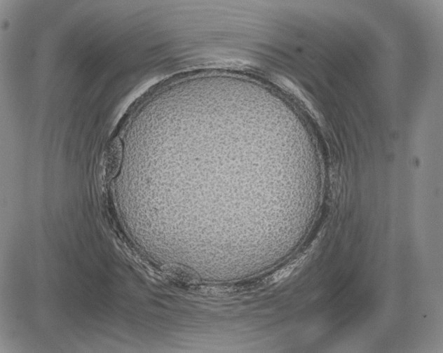 X0000081630875200701291319