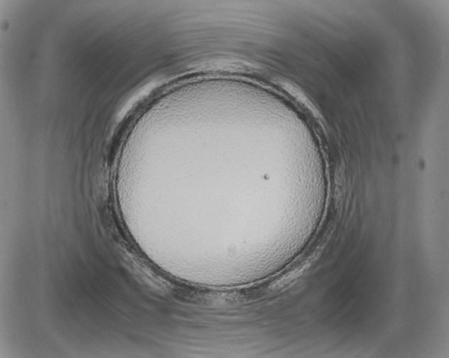 X0000081631067200701291316