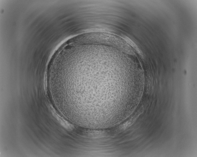 X0000081631076200701291316