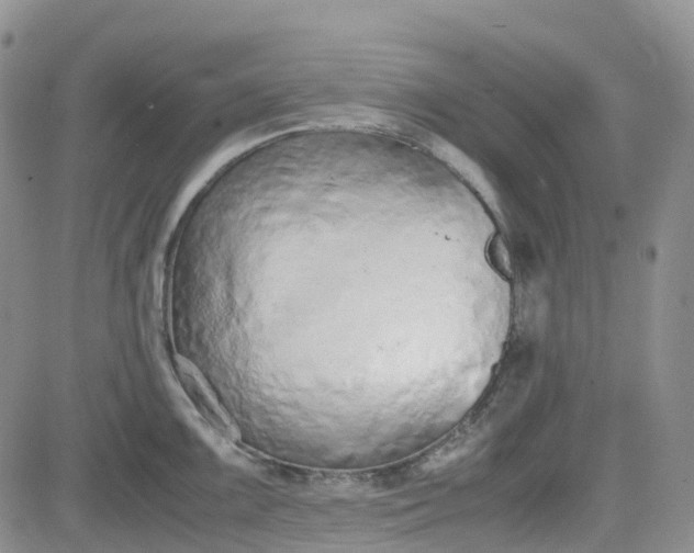 X0000081631099200701291315