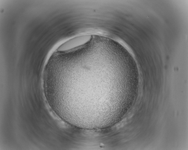 X0000081631104200701291315