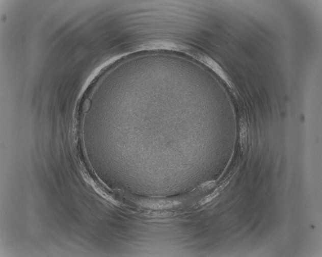 X0000081631116200701291314