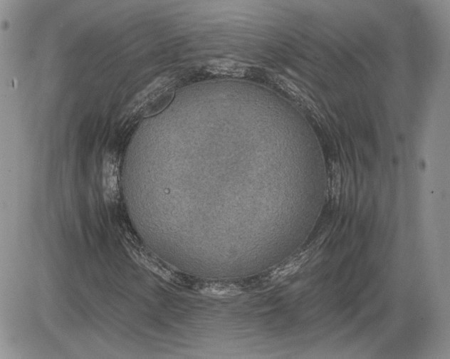 X0000081631154200701291314