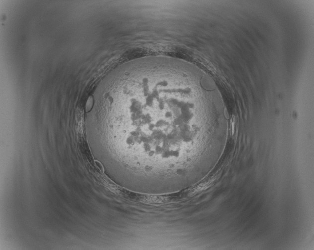 X0000081631251200701291313