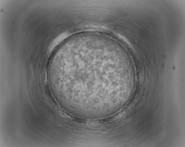 X0000081631267200701291312