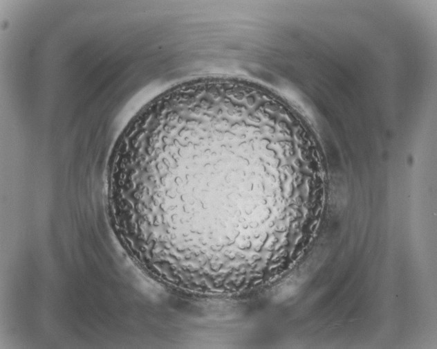 X0000081631287200701291312