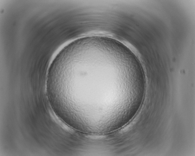 X0000081631296200701291312