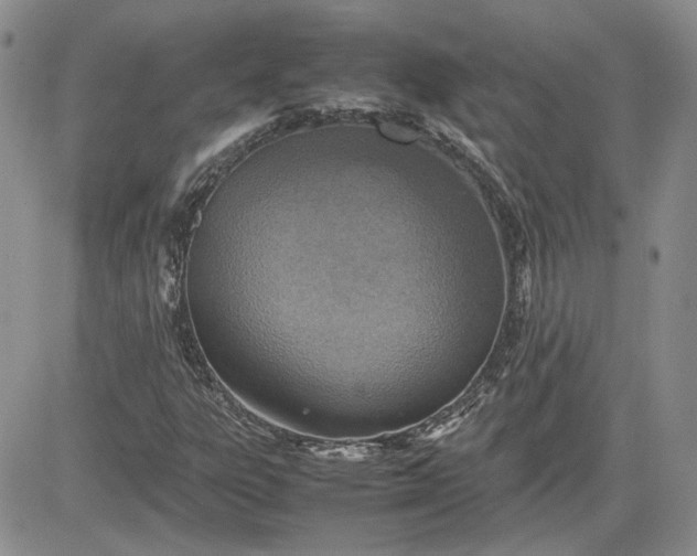 X0000081631303200701291311