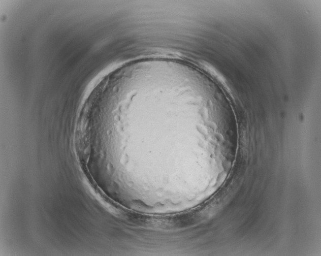 X0000081631379200701291311