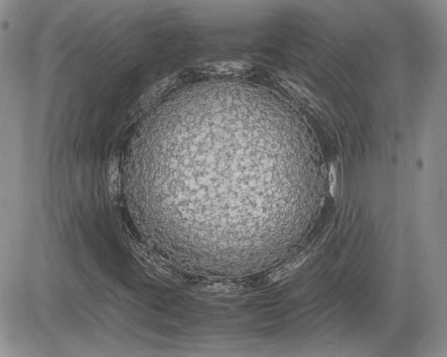 X0000081631395200701291310