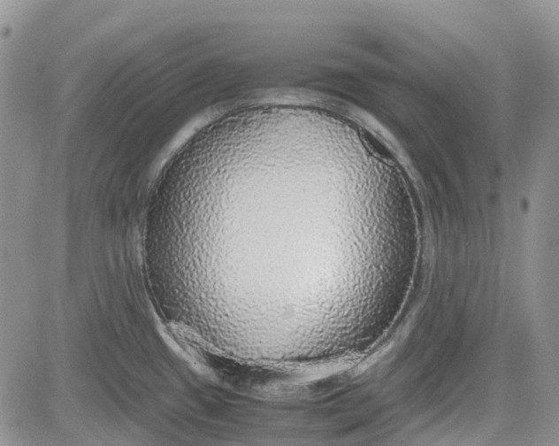 X0000081631433200701291310
