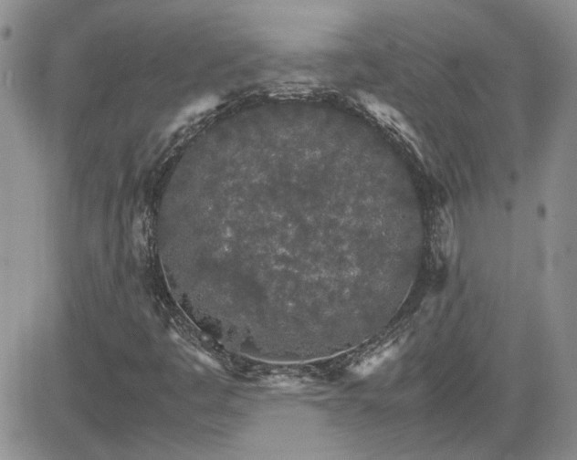 X0000081631445200701291310