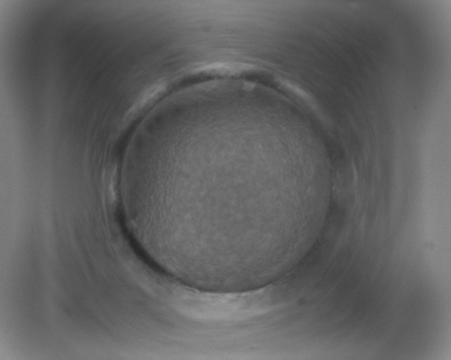 X0000081630023200702051310