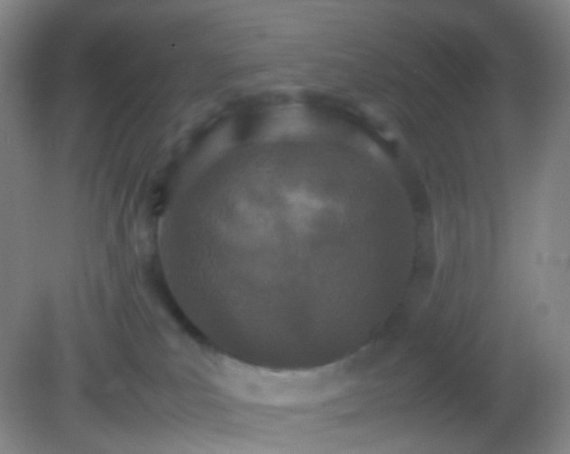 X0000081630039200702051310