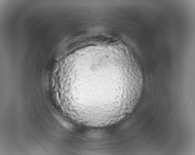 X0000081630065200702051309