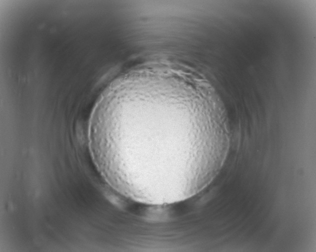 X0000081630335200702051305