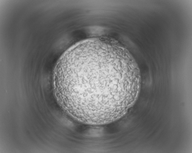 X0000081630369200702051305