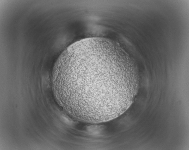 X0000081630465200702051303
