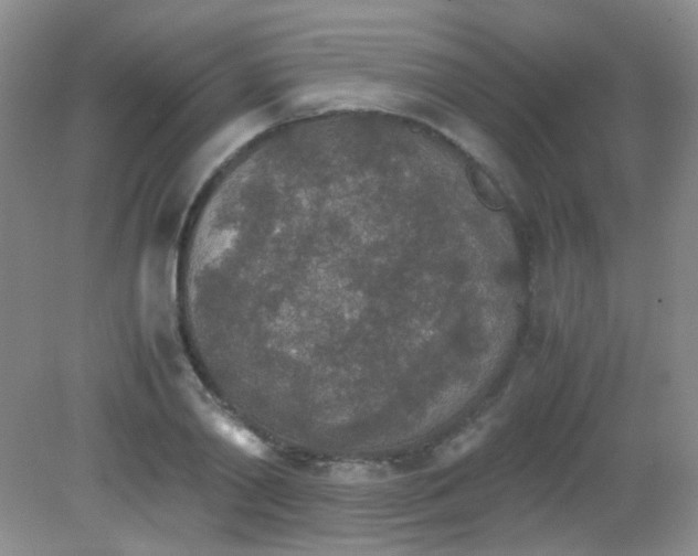 X0000081630790200702051257