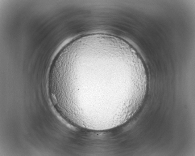 X0000081630949200702051255