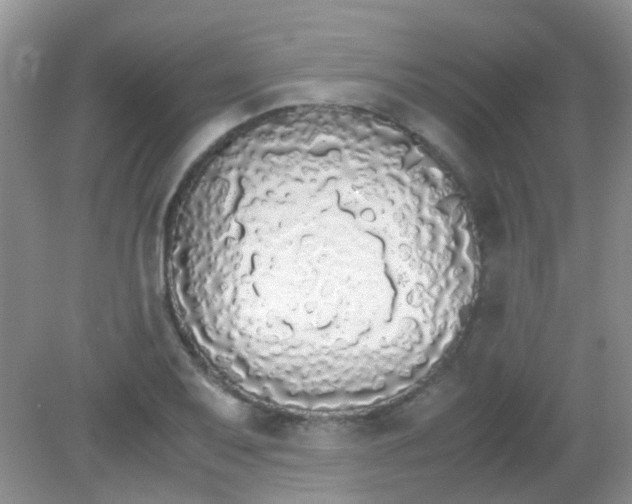X0000081631079200702051252
