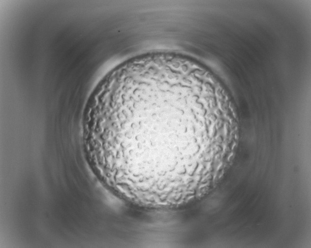 X0000081631287200702051249