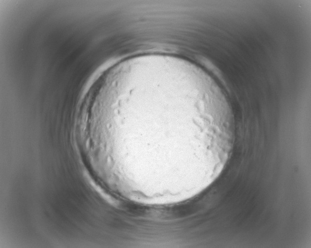 X0000081631379200702051247