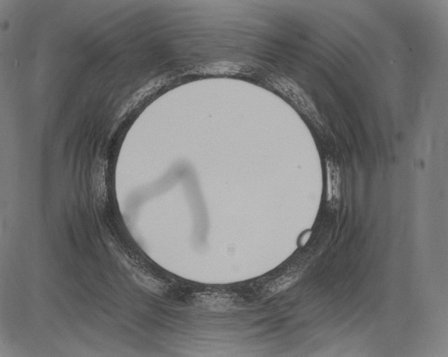 X0000081630300200702121711