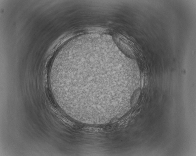 X0000081630339200702121710