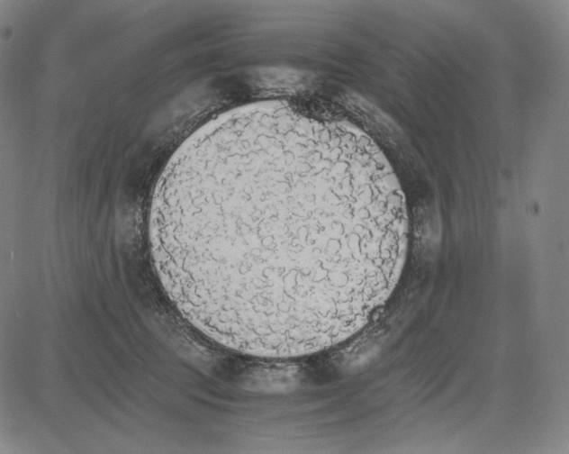 X0000081630369200702121711