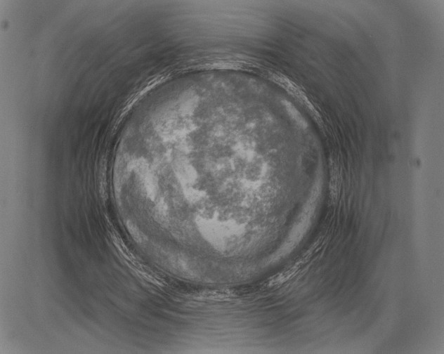X0000081630386200702121710