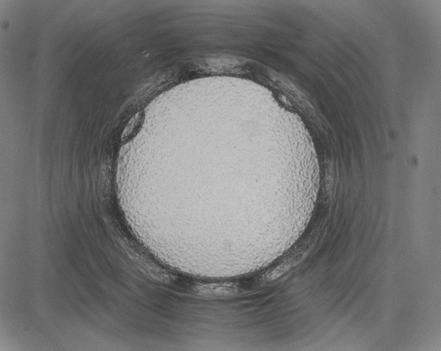X0000081630461200702121709