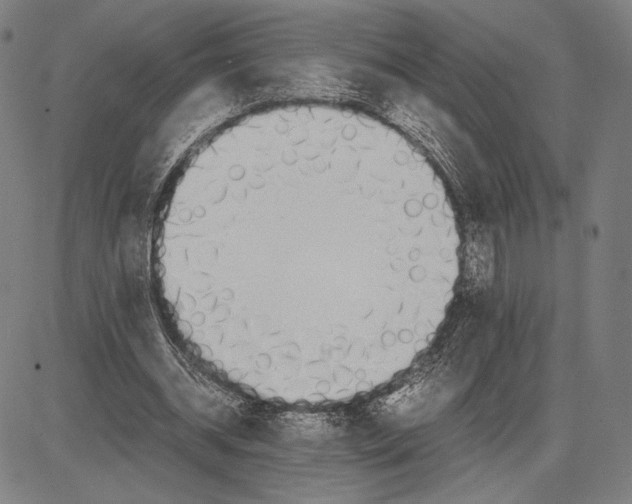 X0000081630534200702121707